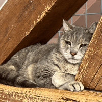 ANOUCHKA, chatte à adopter