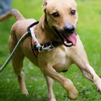 PEPIN, chien à adopter