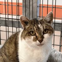 LASLA, chatte à adopter