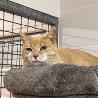 PHEDORA, chatte à adopter