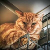 Balia, chatte à adopter