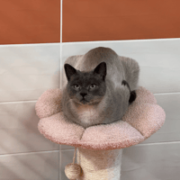 DUFAEL, chat à adopter