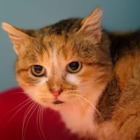 BOLIVIE, chatte à adopter