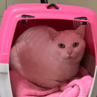 PEPETTE, chatte à adopter