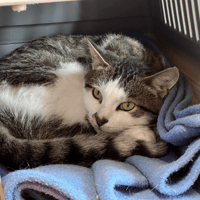 DIM, chat à adopter