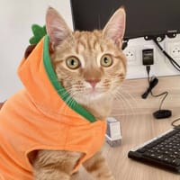 DOUDOU, chat à adopter