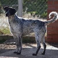 MIKU, chienne à adopter