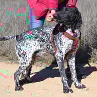 MILAN, chien à adopter