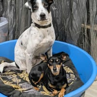 Vador l'adorable petit guerrier tripatte, chien à adopter