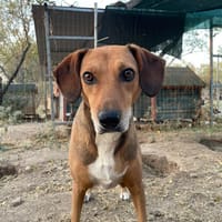 Sandy, chienne à adopter