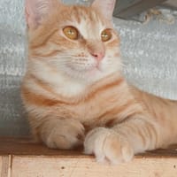 Lili, la plus belle, chatte à adopter