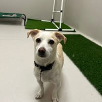 SARA, chienne à adopter