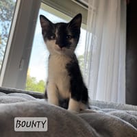 Bounty, chat à adopter
