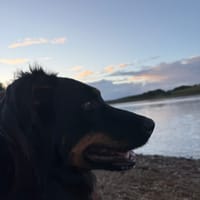 GAIA, chienne à adopter