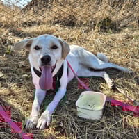 Bailey, Hündin zur Adoption