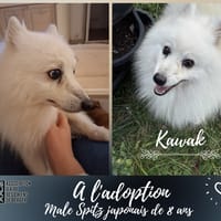 Kawak, chien à adopter