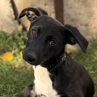 Valea, Hündin zur Adoption