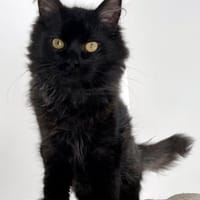 ACROBATE, chat à adopter