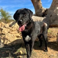BOLO  (Animalea), chien à adopter