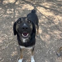 Pepita, chienne à adopter