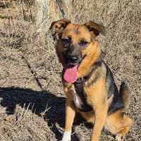 Ruby, Hündin zur Adoption