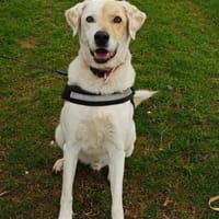 Piratis, chien à adopter