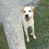 BUDY le magnifique, chien à adopter