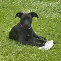 ENIA la courageuse, chienne à adopter