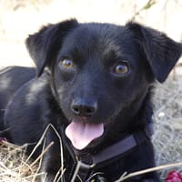 Nisha, Hündin zur Adoption