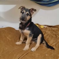 Wirko, pies do adopcji