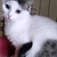 Kokosz, kot do adopcji