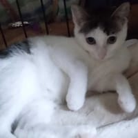 Kajko, kot do adopcji