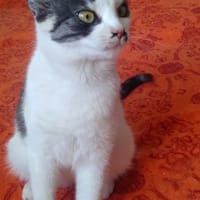 Cebulka, kotka do adopcji