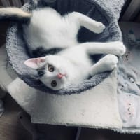 Tenor, kot do adopcji