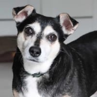 Kira, suczka do adopcji