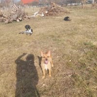 Figa, suczka do adopcji