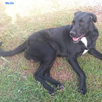 MILOU, Mâle Croisé Créole NON-LOF, chien à adopter