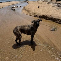 🐾 À L’ADOPTION – NIKKIE, une beauté bringée au regard malicieux ! 🐾, chienne à adopter