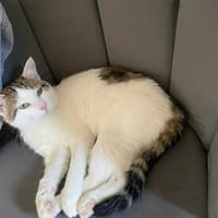 Douxy, chat à adopter
