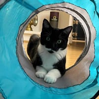 Ricotta, chat à adopter