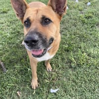 🐾 À L’ADOPTION – PALERME, une louloute calme, douce et pleine de confiance ! 🐾, chienne à adopter