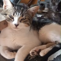 Frisette, chatte à adopter