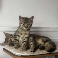 Strabi &Loki, chat à adopter
