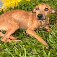 🐾 À L’ADOPTION – UTAH, une petite timide au cœur débordant de tendresse 🐾, chienne à adopter