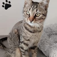 Lily, chatte à adopter