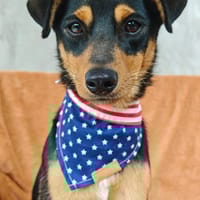 Kayamb, chien à adopter