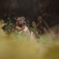 Czesław, pies do adopcji