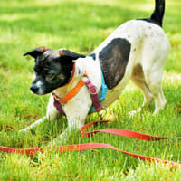 Pusia, suczka do adopcji