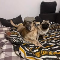 Beż, pies do adopcji