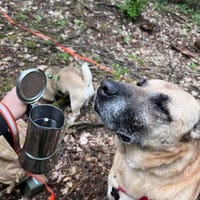 Beż, pies do adopcji